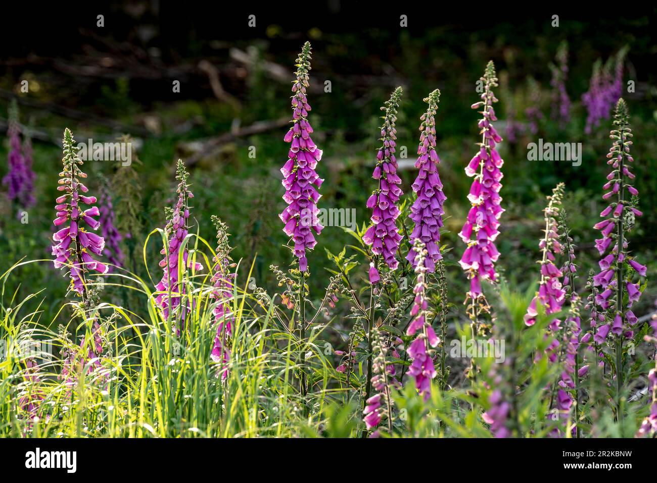 Gruppo di piante comuni di foxglove (Digitalis purpurea) in fiore viola in una foresta Foto Stock
