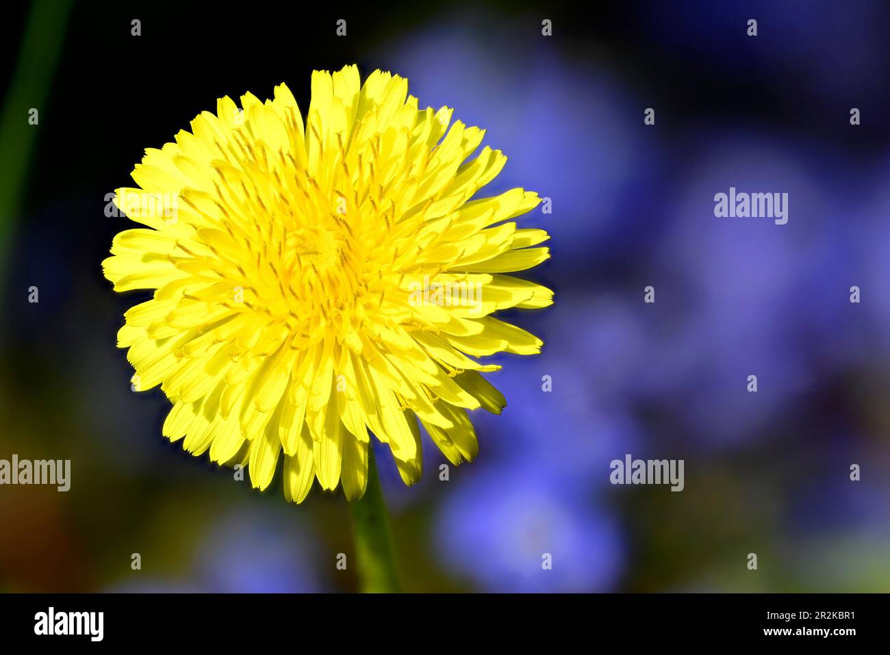Dente di leone comune (Taraxacum officinale) 'orologio' - testa di semi Foto Stock
