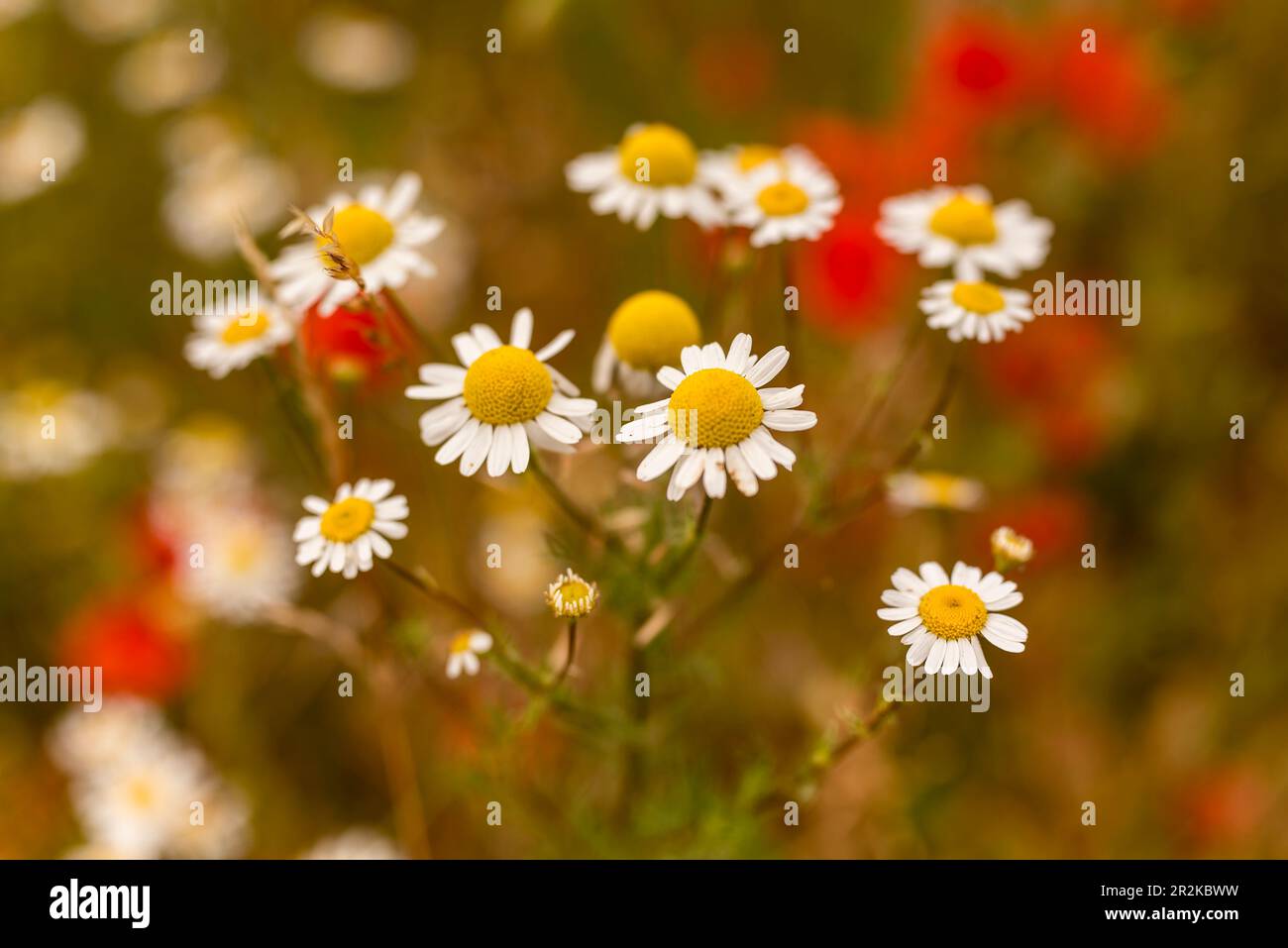 Primo piano di camomilla fiorita con fiori di papavero rosso sullo sfondo Foto Stock