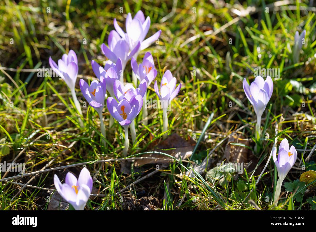 Croci in fiore nell'erba, Crocus Foto Stock