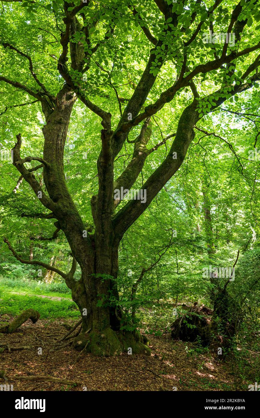 Bell'antico faggeto (Fagus) con rami ritorti in una lussureggiante foresta verde in tarda primavera, Bärenstein, Teutoburg Forest, Germania Foto Stock