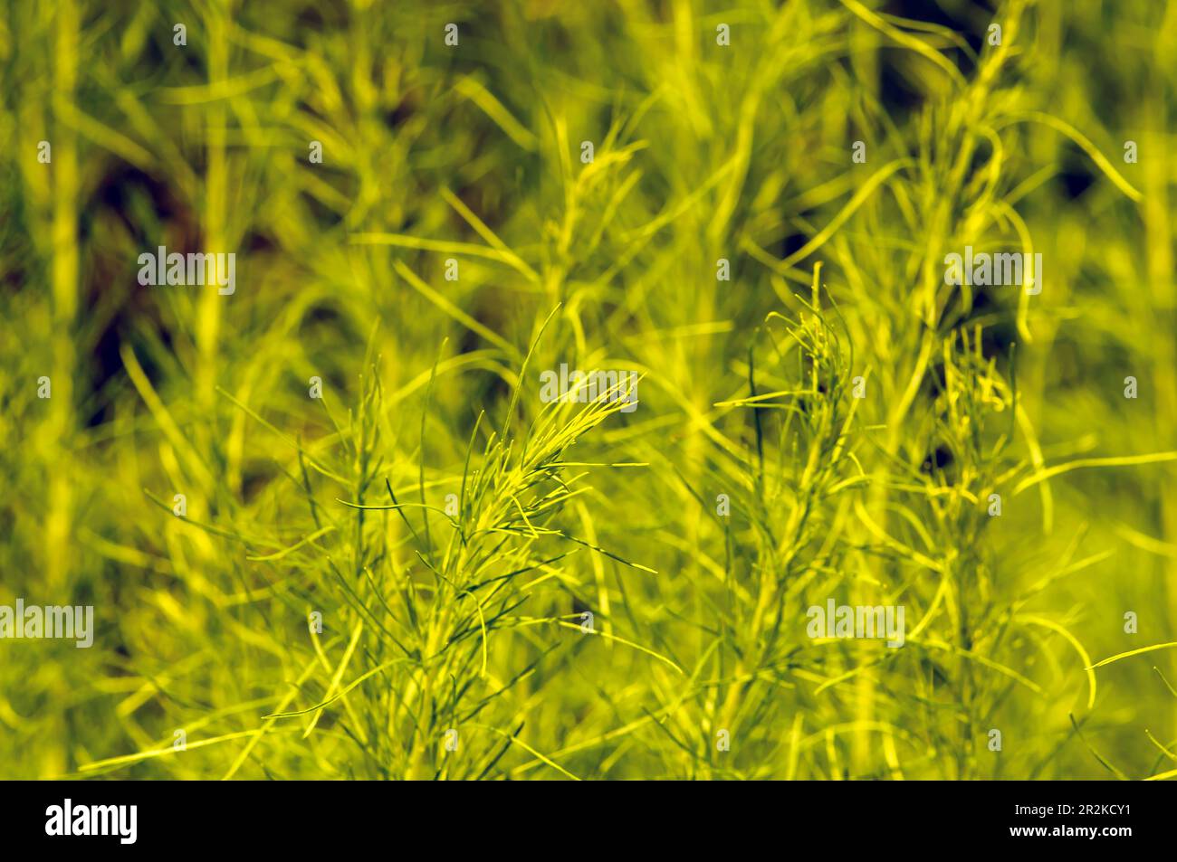 Primo piano di finocchio (Foeniculum vulgare) foglie verdi, agnello foglia pianta Foto Stock