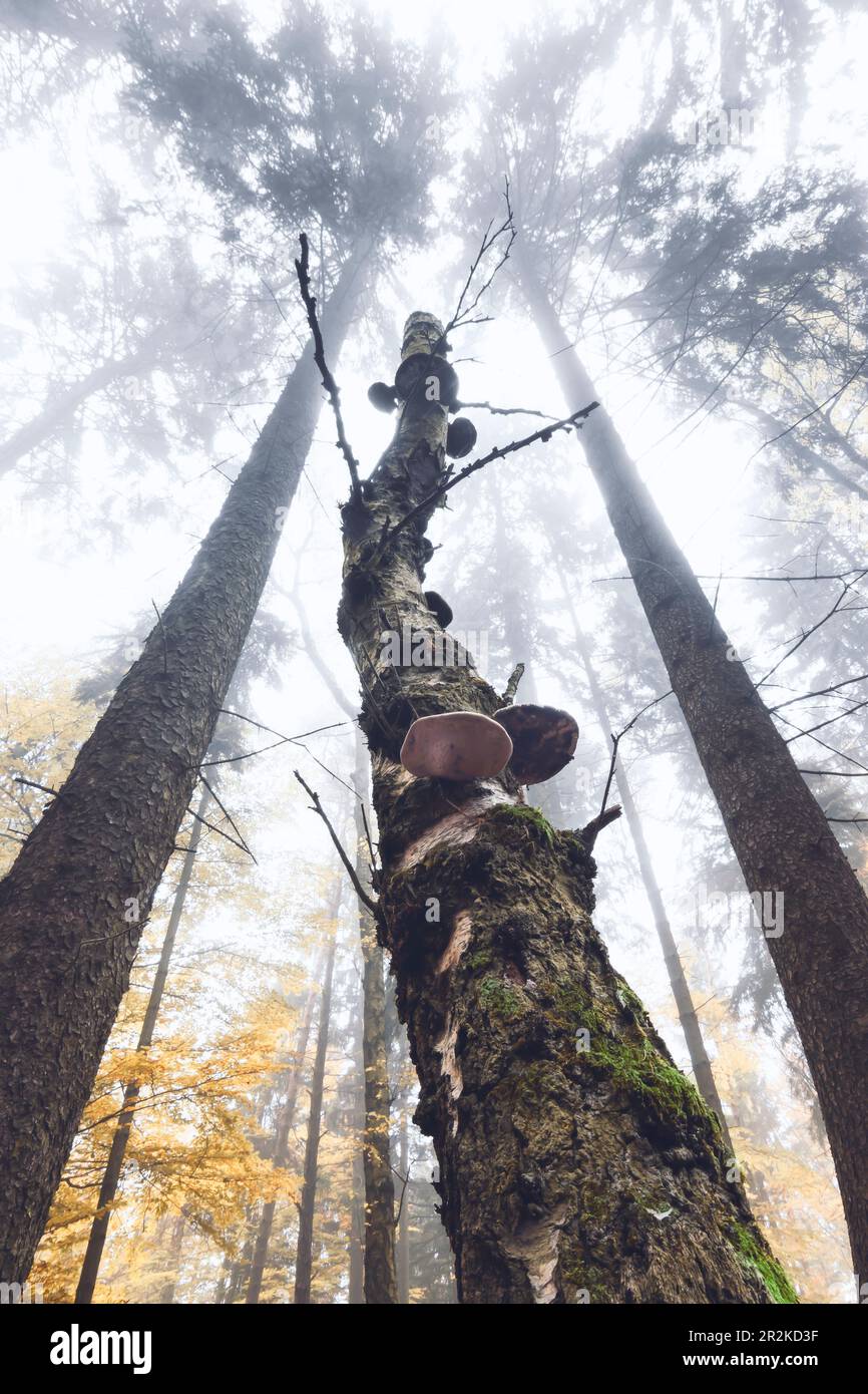 Un albero con funghi albero da una prospettiva diversa, Germania, Assia Foto Stock