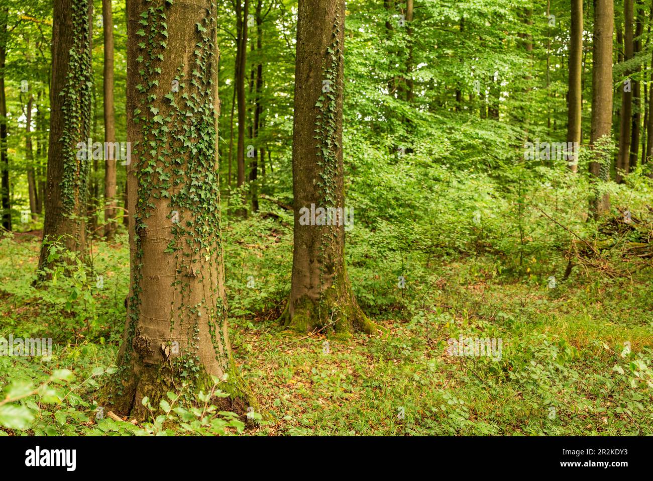 Edera comune (Hedera Helix) che sale enormi tronchi di faggio vecchio in una lussureggiante foresta decidua verde, Beckerberg, Barntrup, Teutoburg Forest, Germania Foto Stock