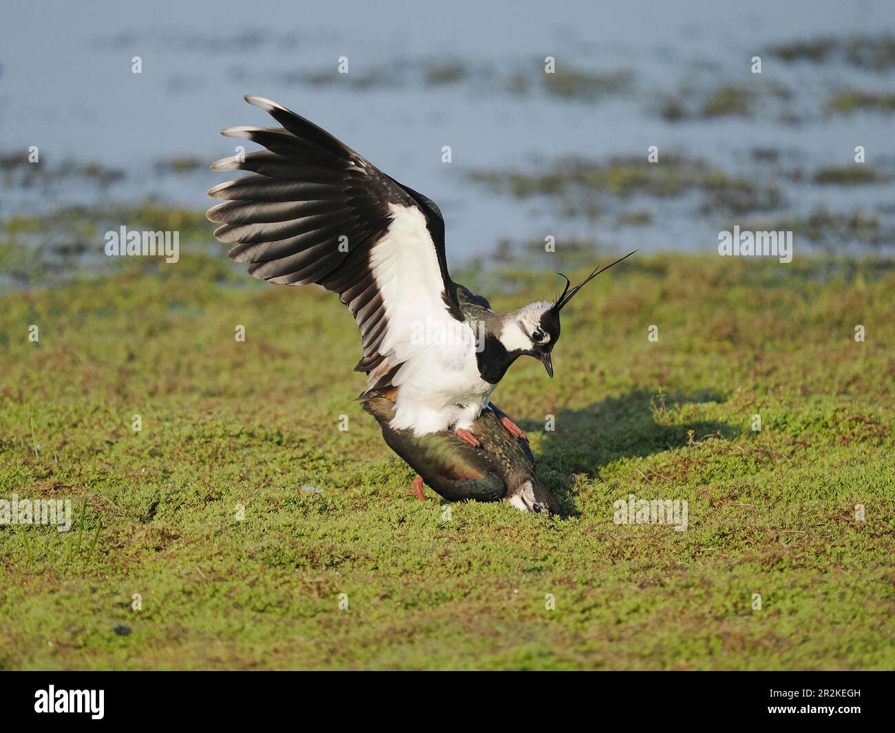 Lambendo un campo allagato locale dove ora si riproducono. Foto Stock