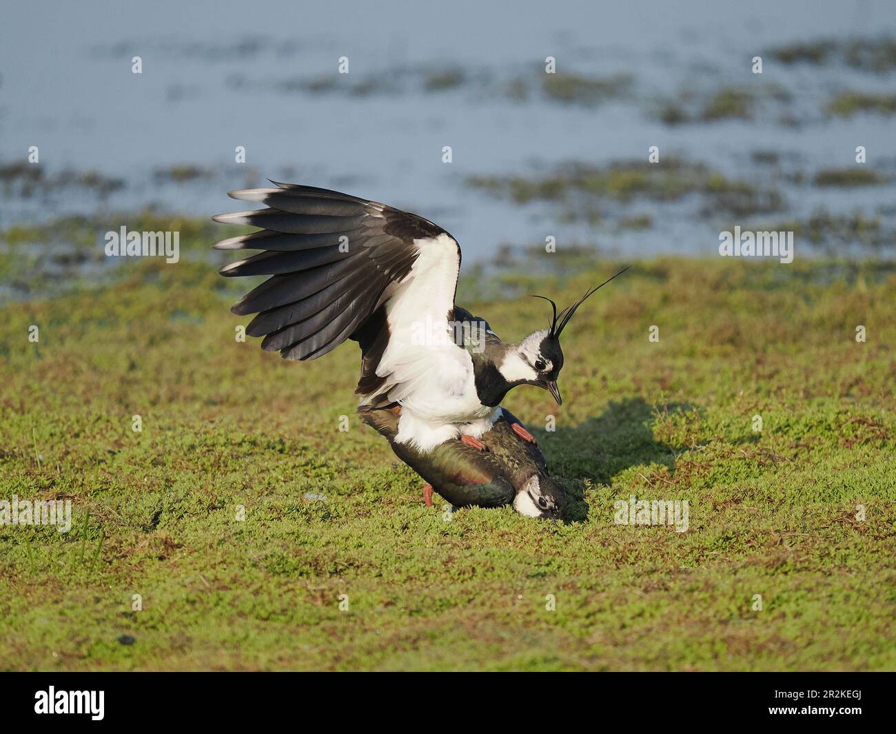 Lambendo un campo allagato locale dove ora si riproducono. Foto Stock