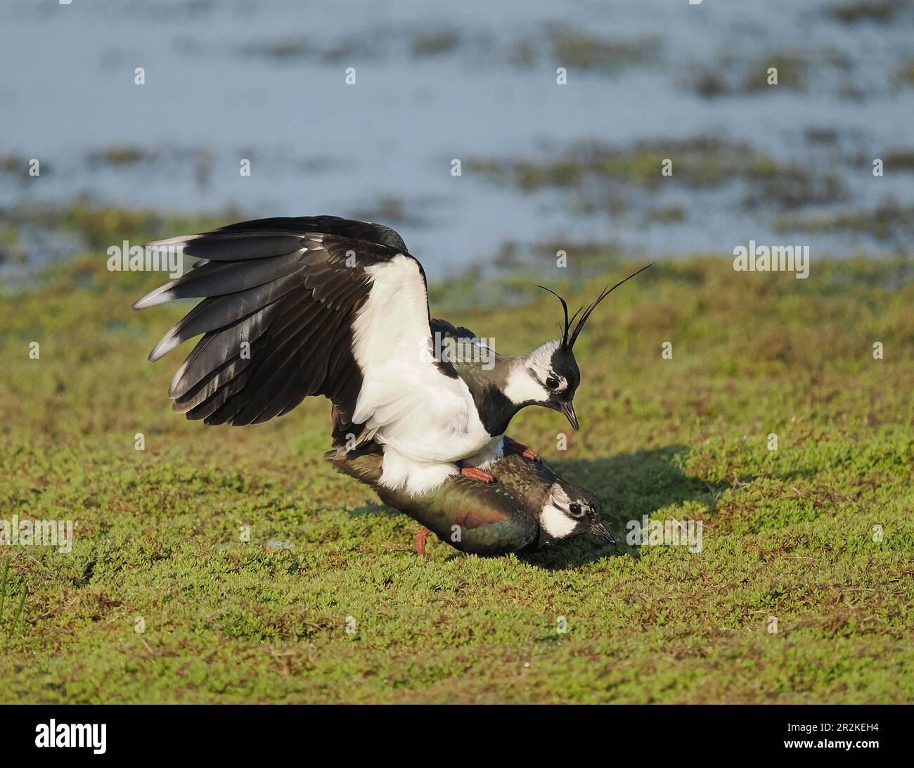 Lambendo un campo allagato locale dove ora si riproducono. Foto Stock