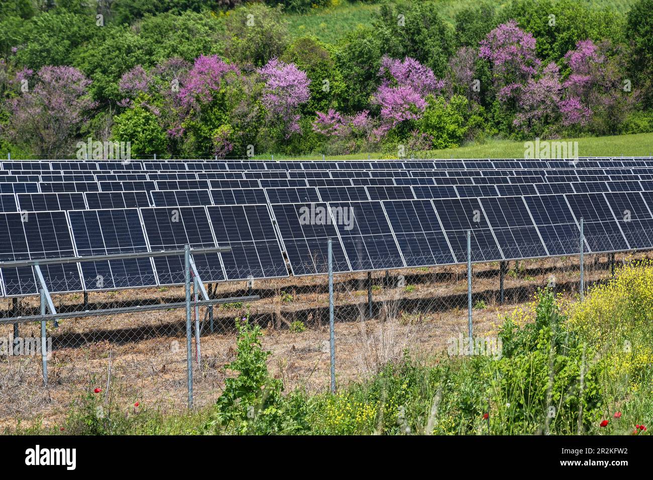 Pannelli solari su un campo di fronte a una siepe mista con cespugli fioriti, energia rinnovabile rispettosa dell'ambiente contro il riscaldamento climatico globale, sel Foto Stock