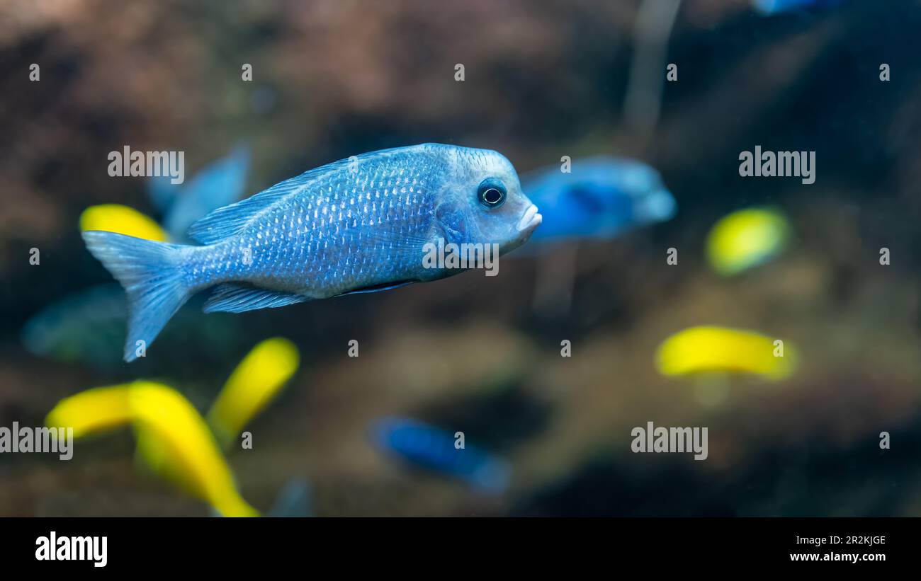 Piccoli pesci tropicali blu con altri pesci dai colori vivaci. Foto Stock