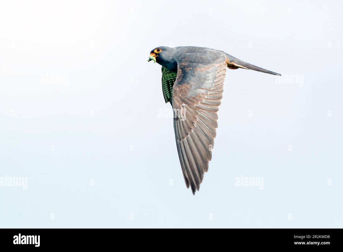 Falco dal piede rosso, Falco vescentius, caccia maschile in volo, Maiorca, Isole Baleari, Spagna Foto Stock