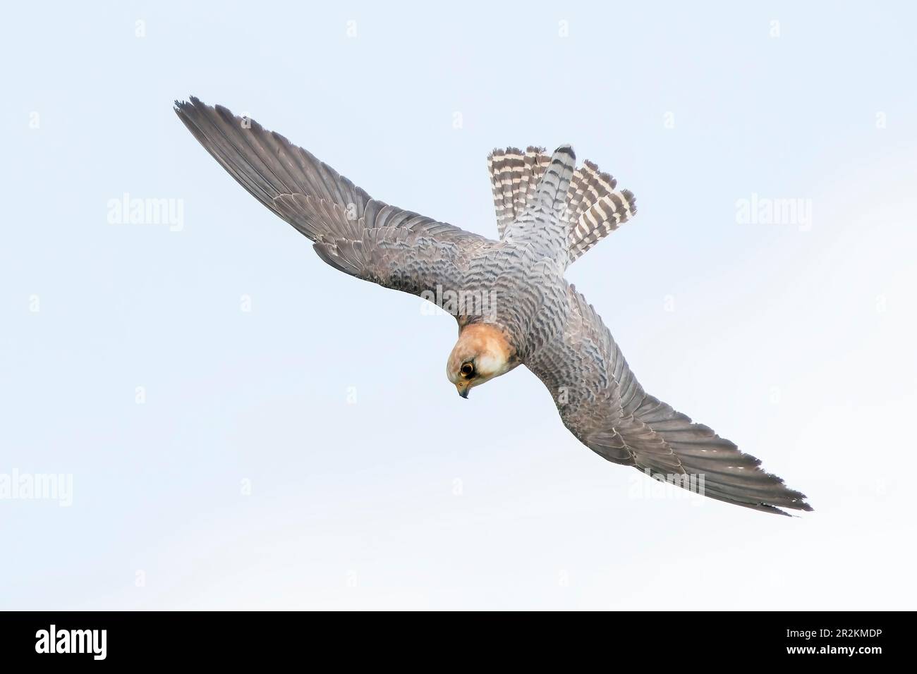 Falco dal piede rosso, Falco vescentius, caccia singola femminile in volo, Maiorca, Isole Baleari, Spagna Foto Stock