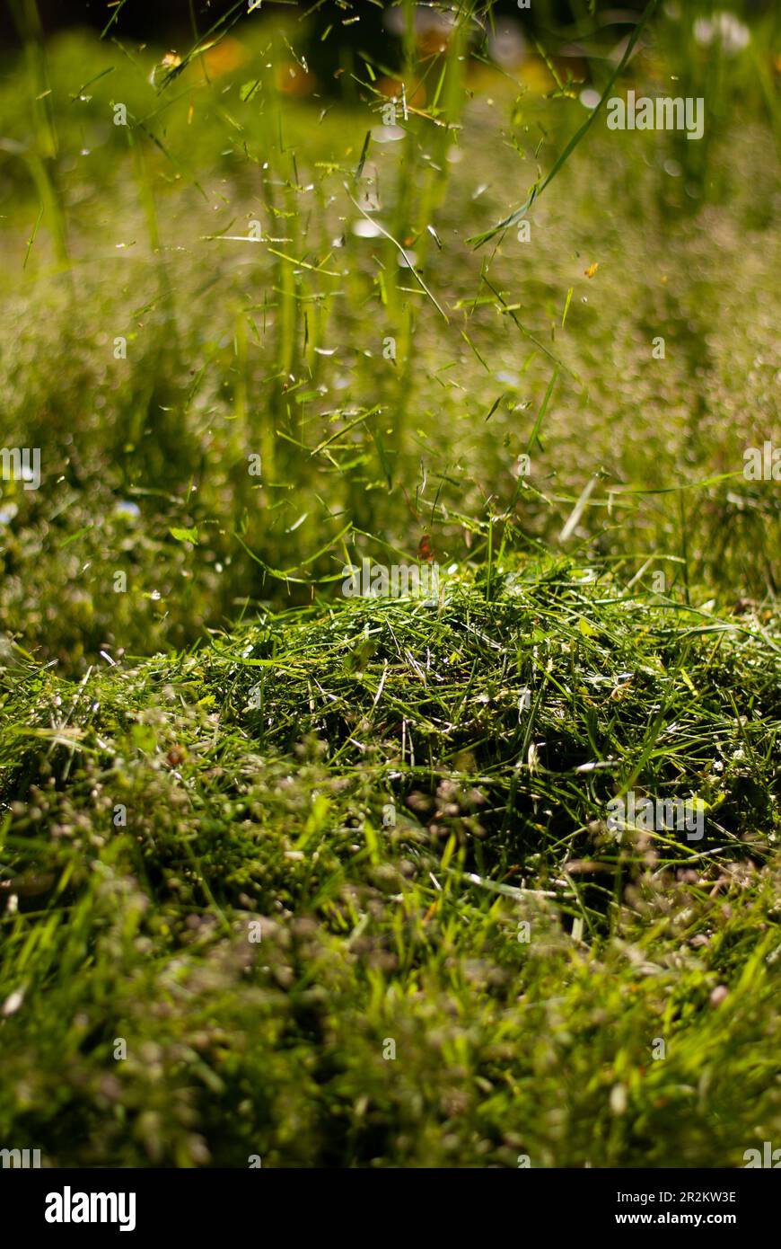 Vista sull'erba verde nel giardino alla luce del sole Foto Stock