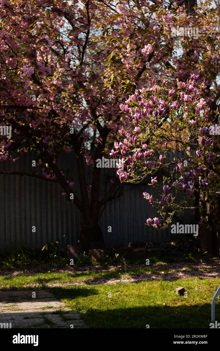 Vista su sakura rosa nel giardino vicino alla recinzione nella luce del mattino Foto Stock