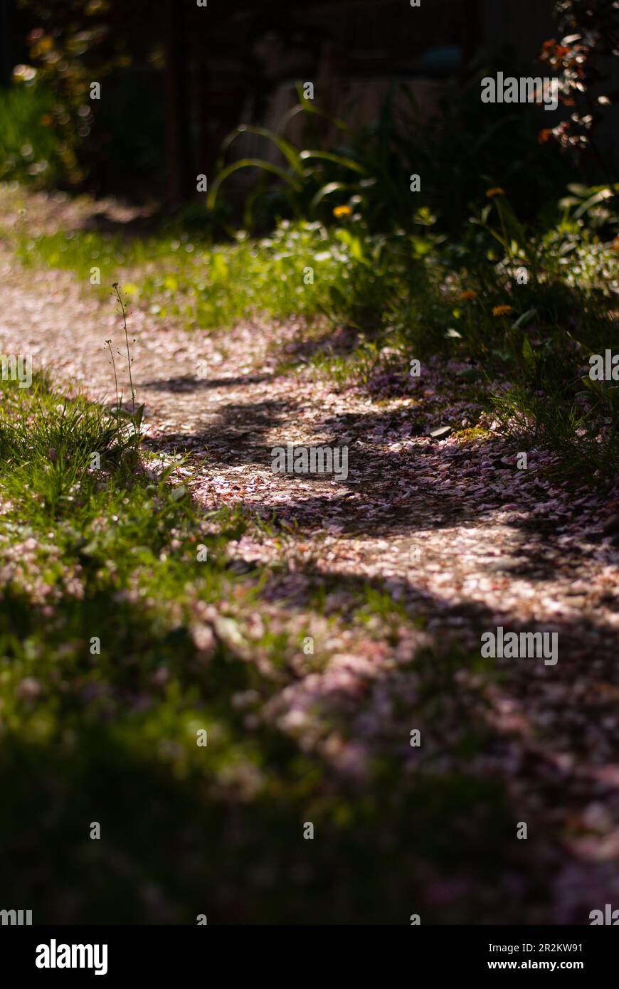 Petali rosa di sakura sul terreno nel giardino Foto Stock