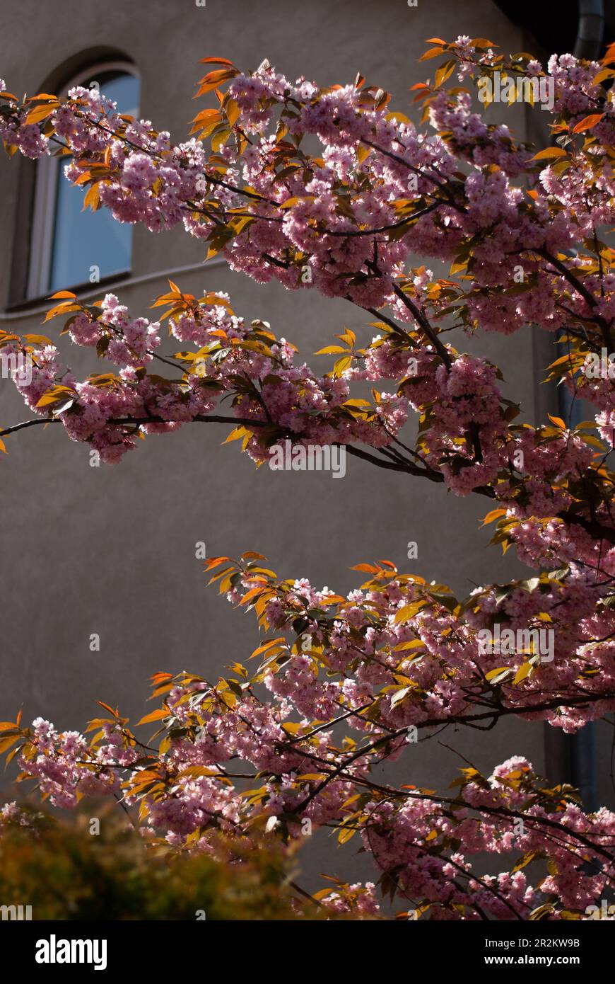 Vista di sakura rosa nel giardino vicino alla recinzione alla luce del sole Foto Stock