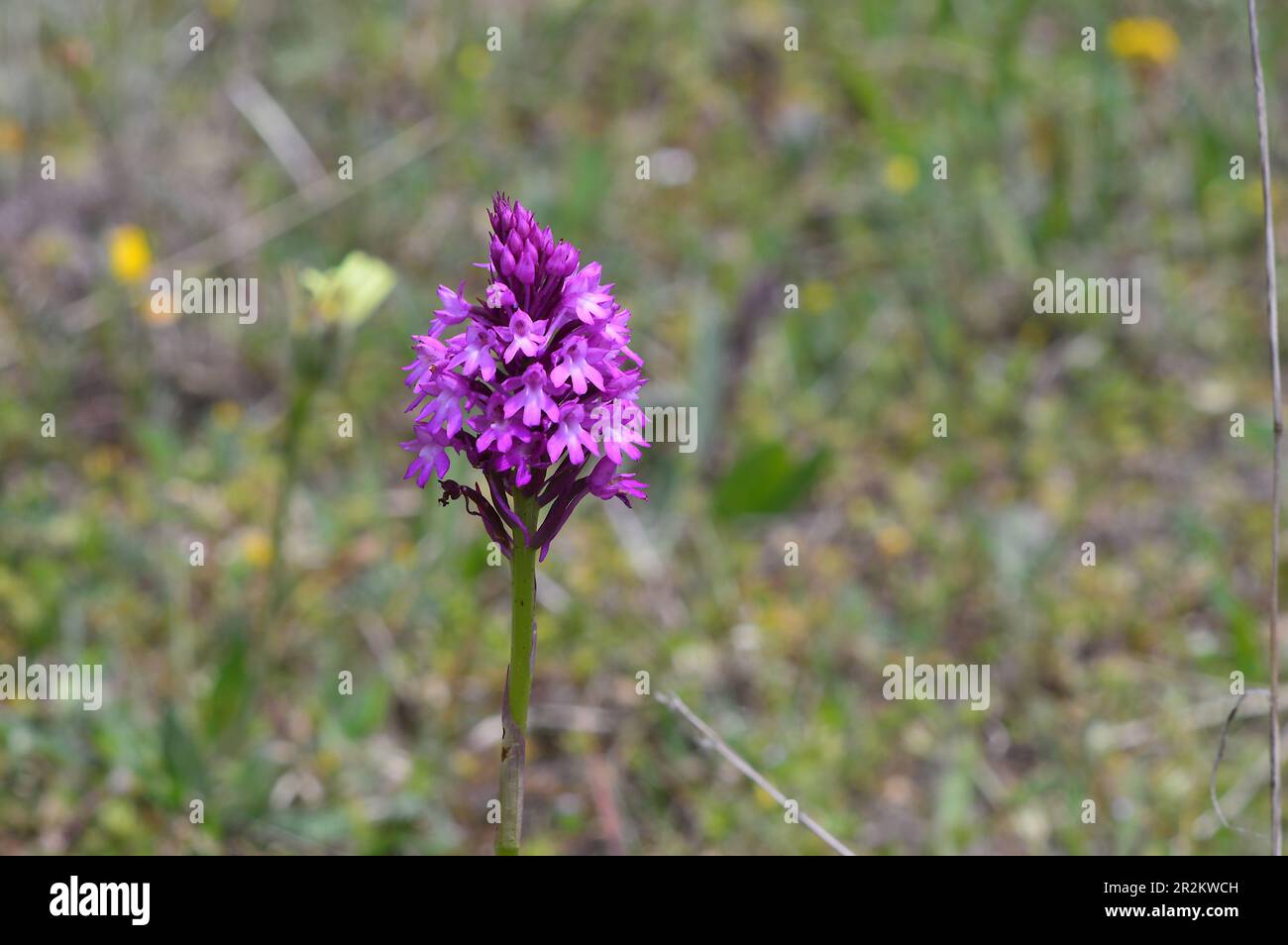 anacamptis piramidales Foto Stock