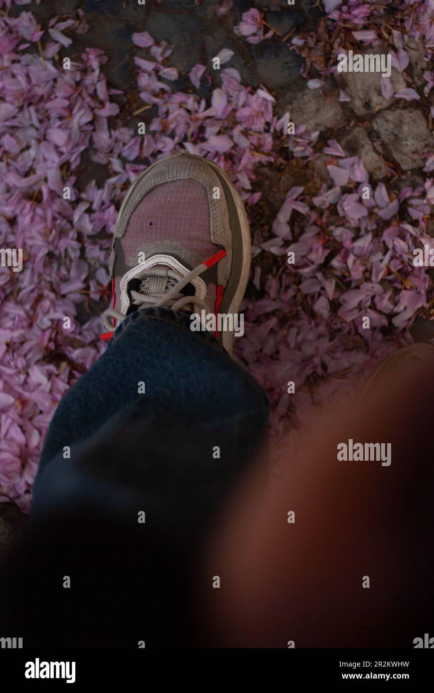 Vista dei petali sakura rosa sotto i piedi di una donna Foto Stock