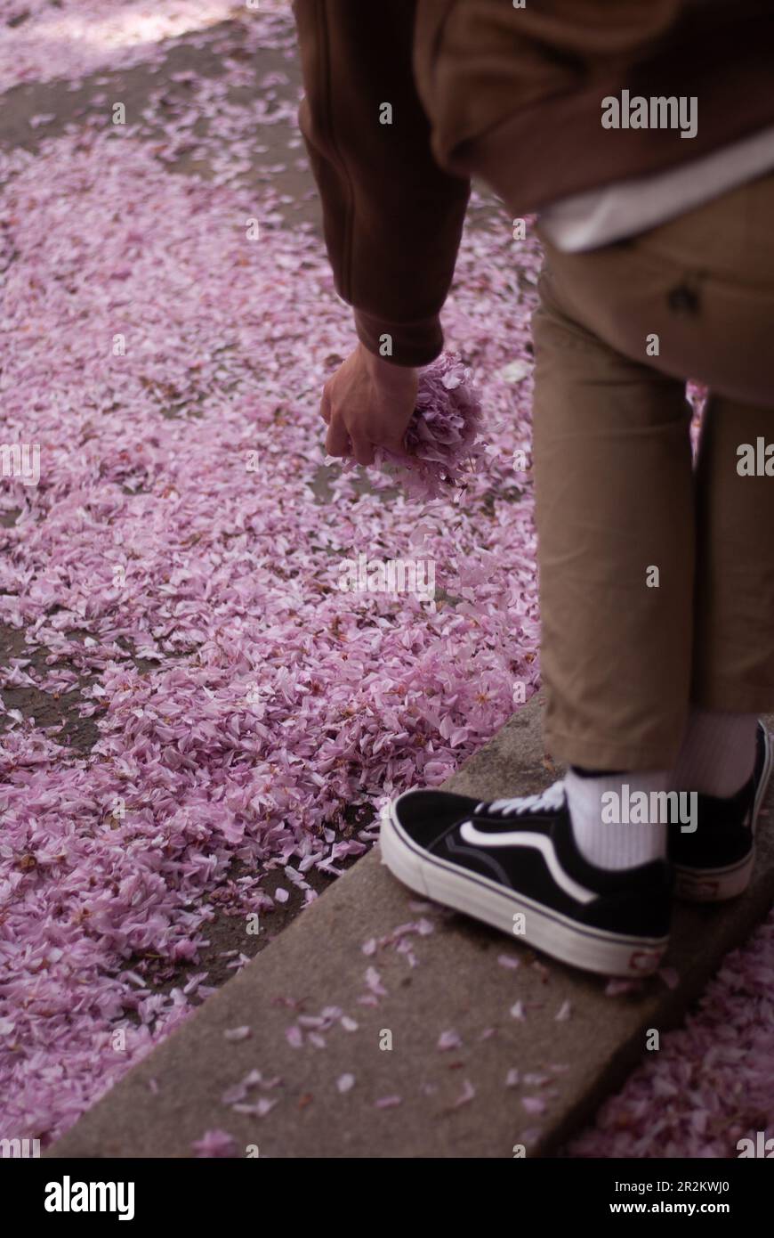 Vista sui petali sakura rosa nelle mani di un uomo Foto Stock
