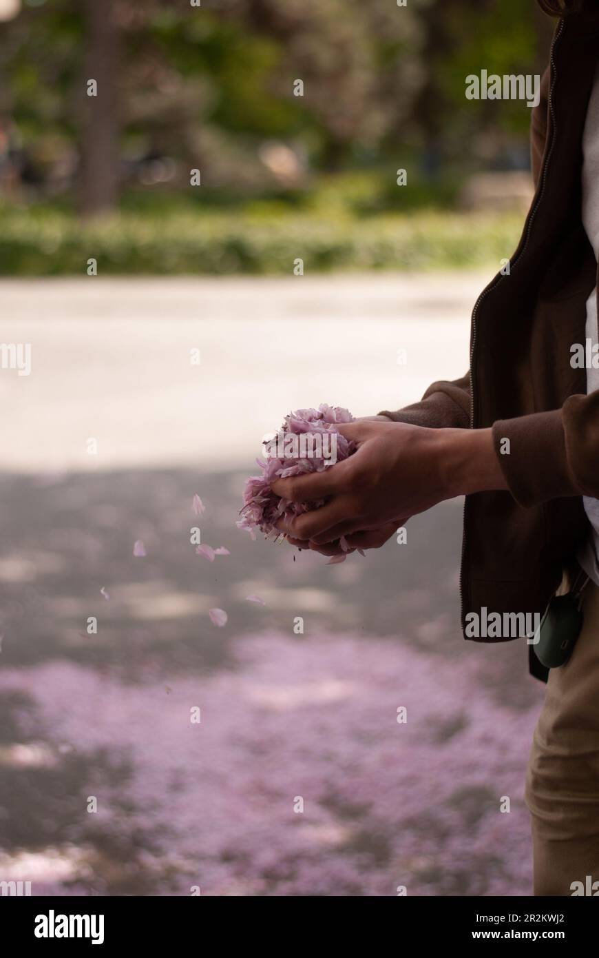 Vista dei petali sakura rosa nelle mani di un uomo Foto Stock