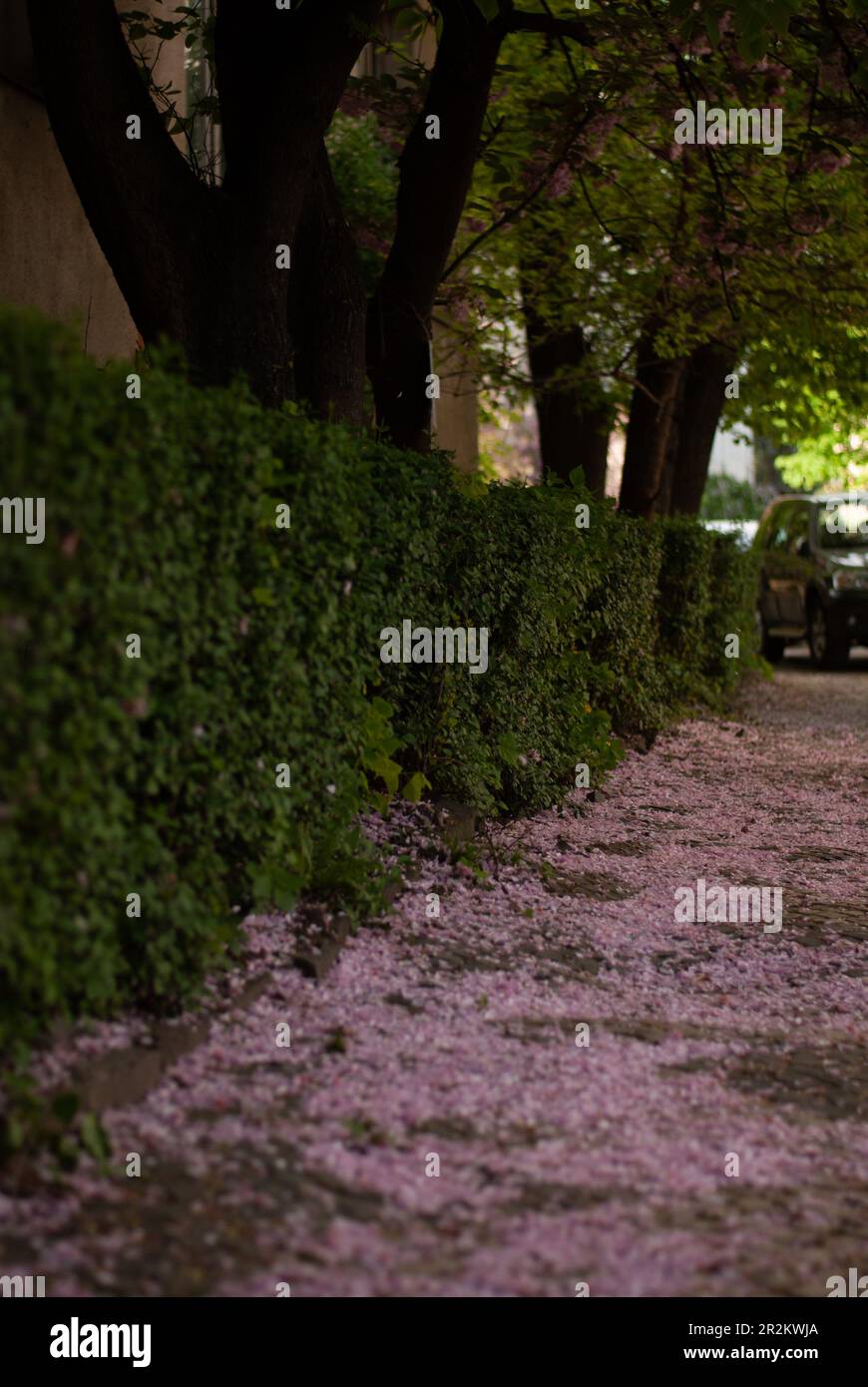 Rami di sakura albero con fiori rosa sulla strada in giorno di sole Foto Stock