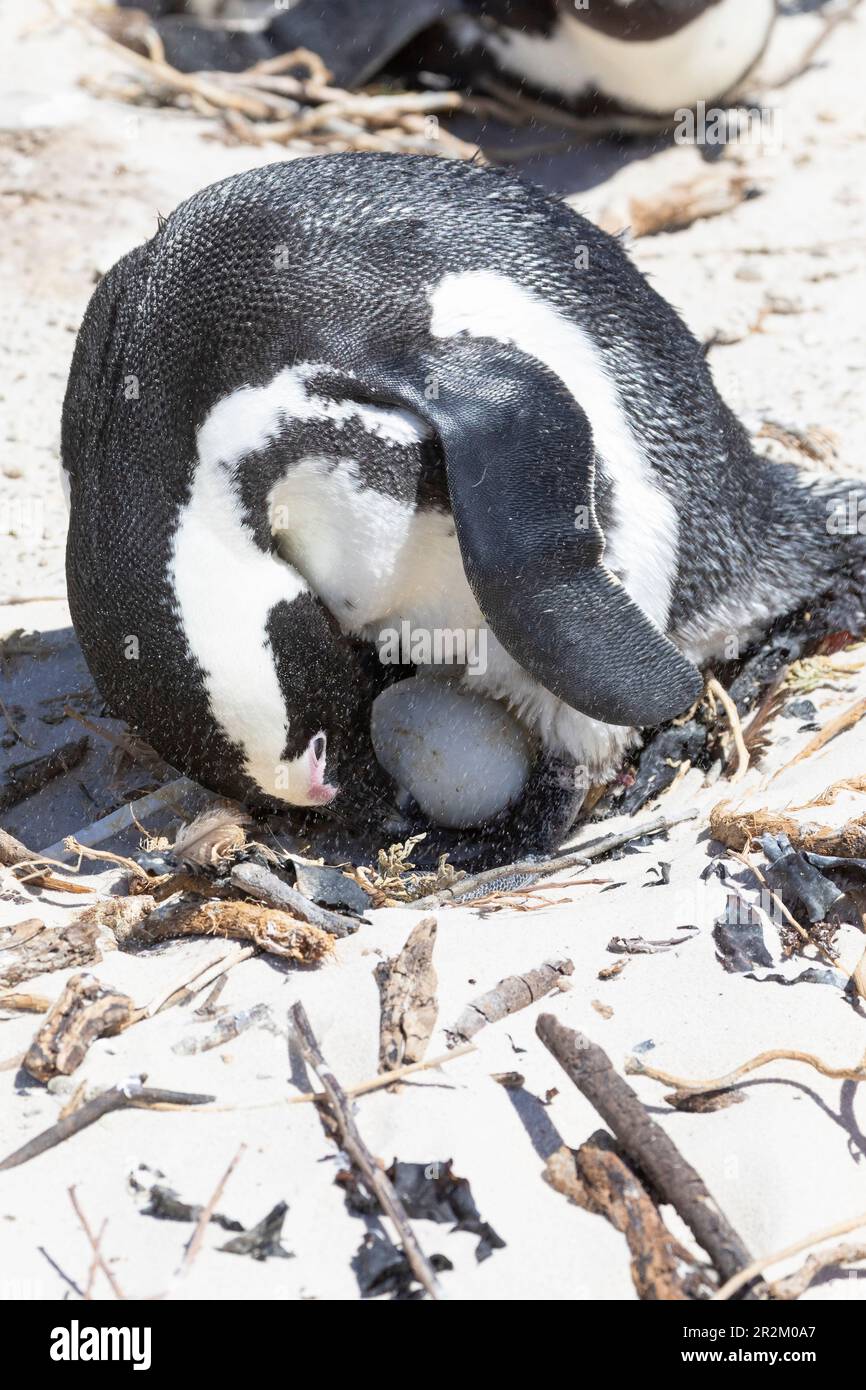 Pinguino africano (Spheniscus demersus) aggiustando il suo uovo sul nido in un vento ululare, Simonstown, Capo Occidentale, Sudafrica. IUCN Red indicato come Enda Foto Stock