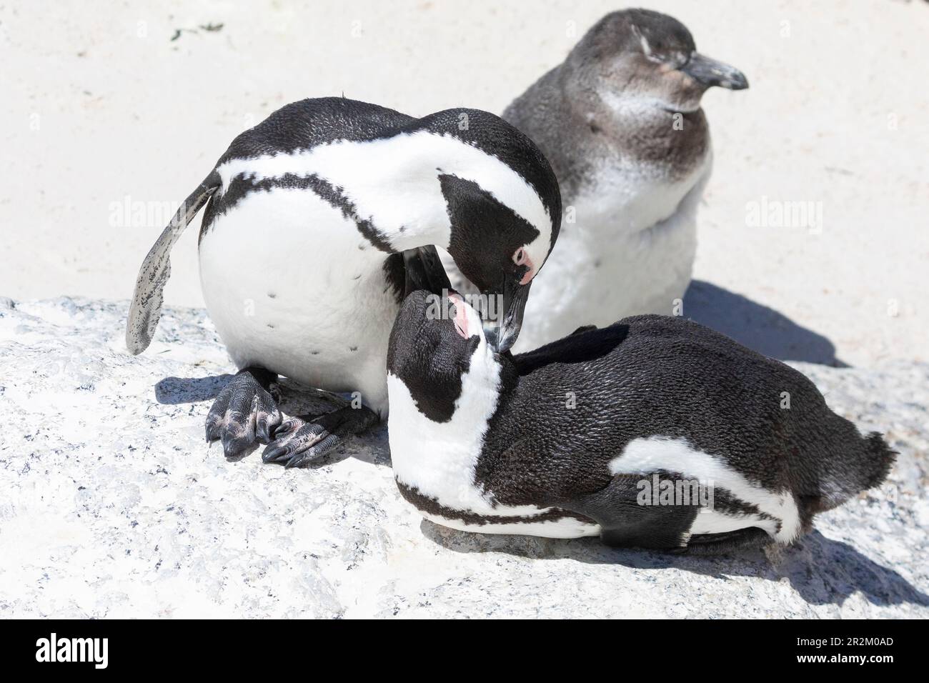 Coppia di pinguini africani (Spheniscus demersus) condividere un momento tenero, Simonstown, Capo Occidentale, Sud Africa. IUCN Red elencato come Endangered, populati Foto Stock