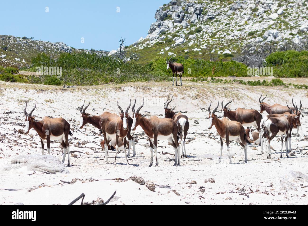 Mandria di Bontebok (Damaliscus pygargus) sulla spiaggia di Olifantsbos, Cape Point, Western Cape, Sudafrica. Una volta considerato l'antilope più rarefatto del mondo Foto Stock