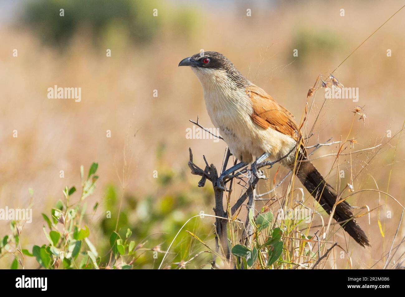 Cucal di Burchel (Centropus burchellii) arroccato su arbusto basso al tramonto in prateria, Limpopo, Sud Africa Foto Stock