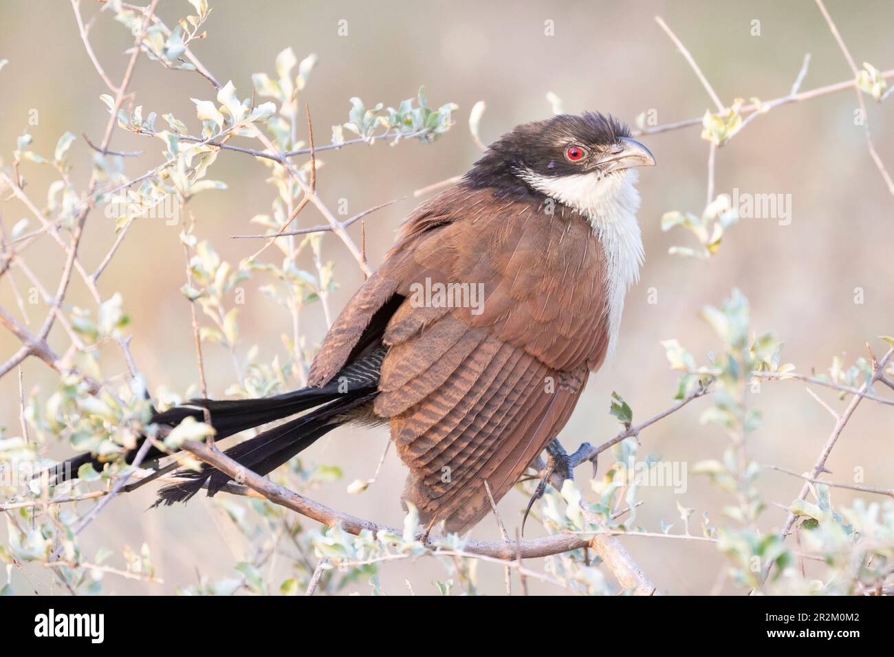 Cucal di Burchel (Centropus burchellii) in pornveld, al tramonto, Limpop, Sud Africa Foto Stock