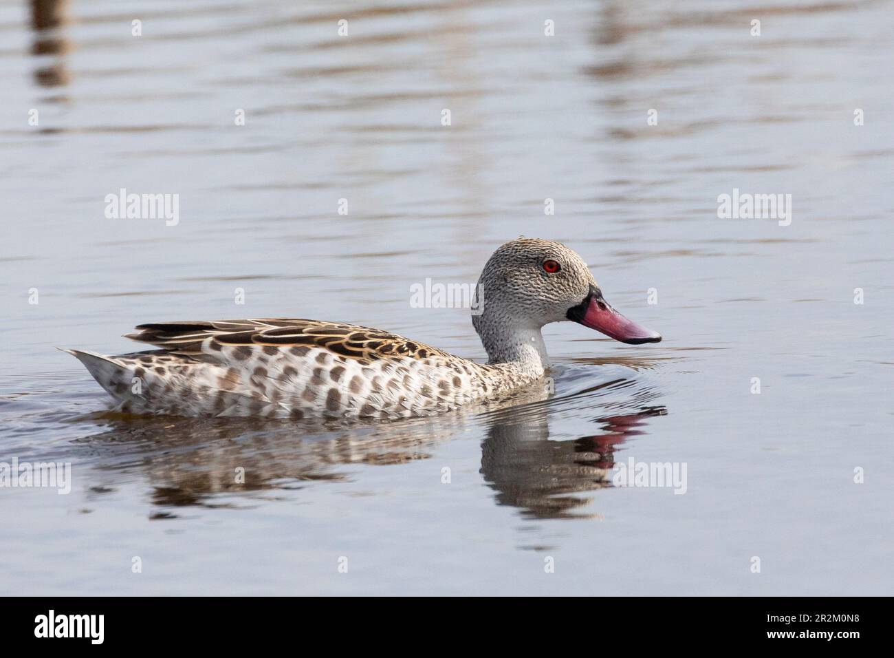 Cape Teal (Anas capensis) Vermont Salt Pan, Capo Occidentale Sud Africa Foto Stock