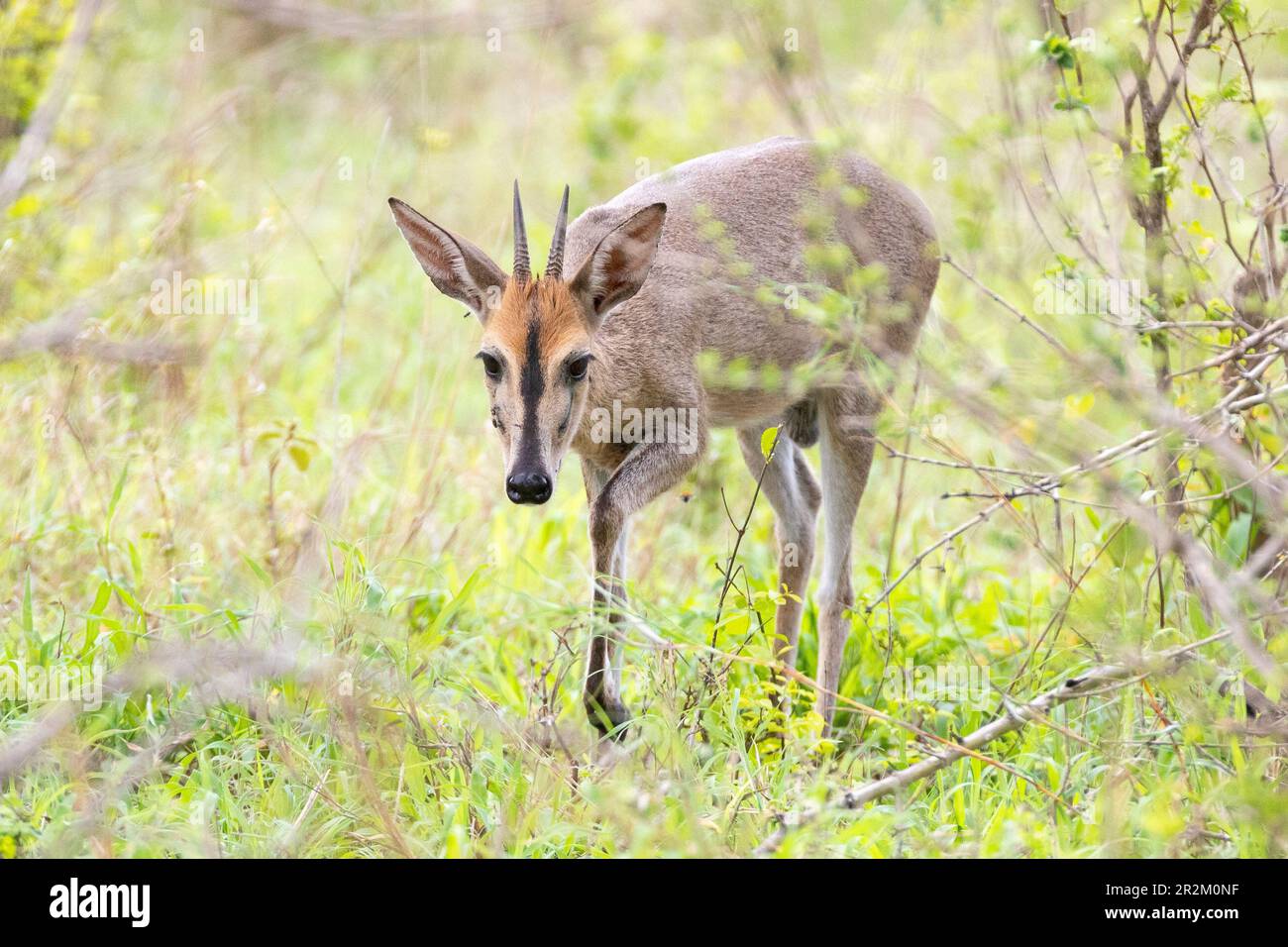 Duiker comune (Sylvicapra grimmia) maschio, Limpopo, Sudafrica Foto Stock