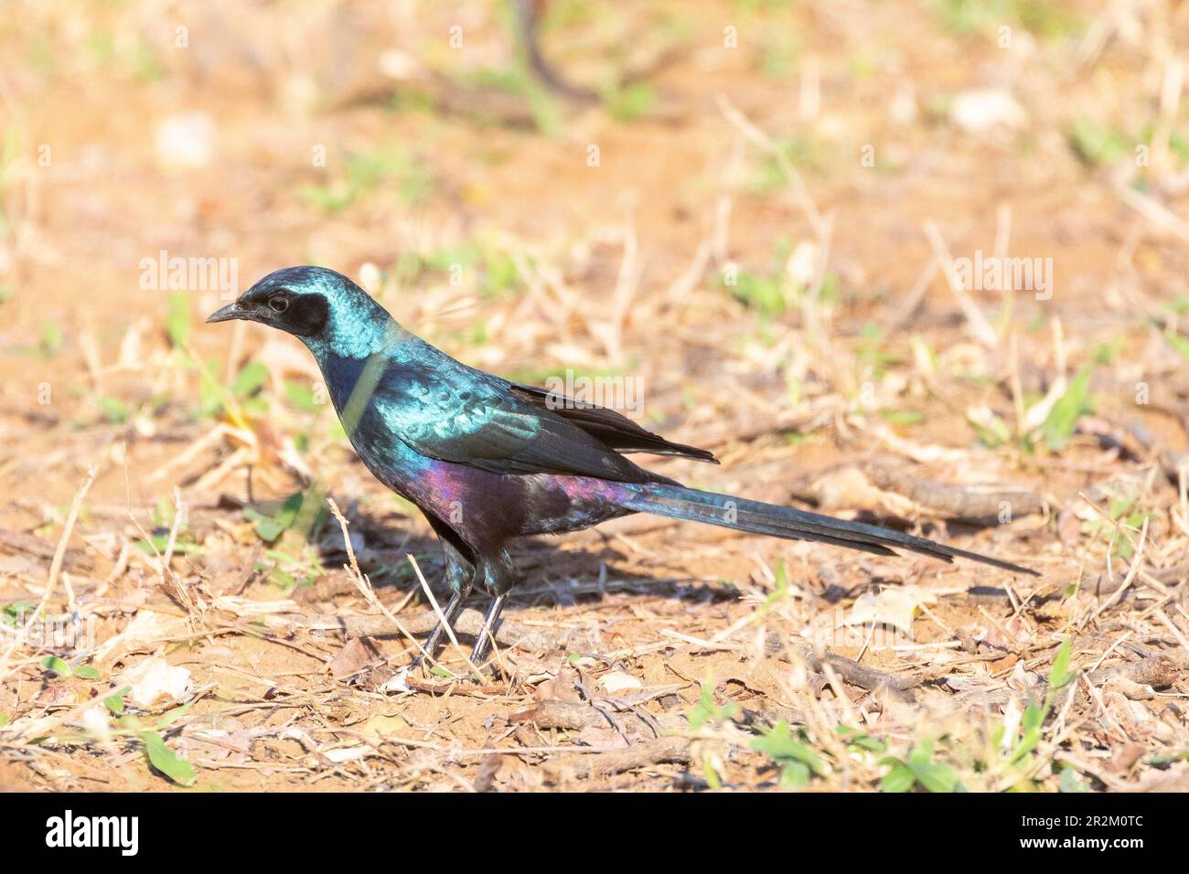 Meve's Starling (Lamprotornis mevesii), Parfuri, Parco Nazionale Kruger, Limpopo, Sudafrica Foto Stock