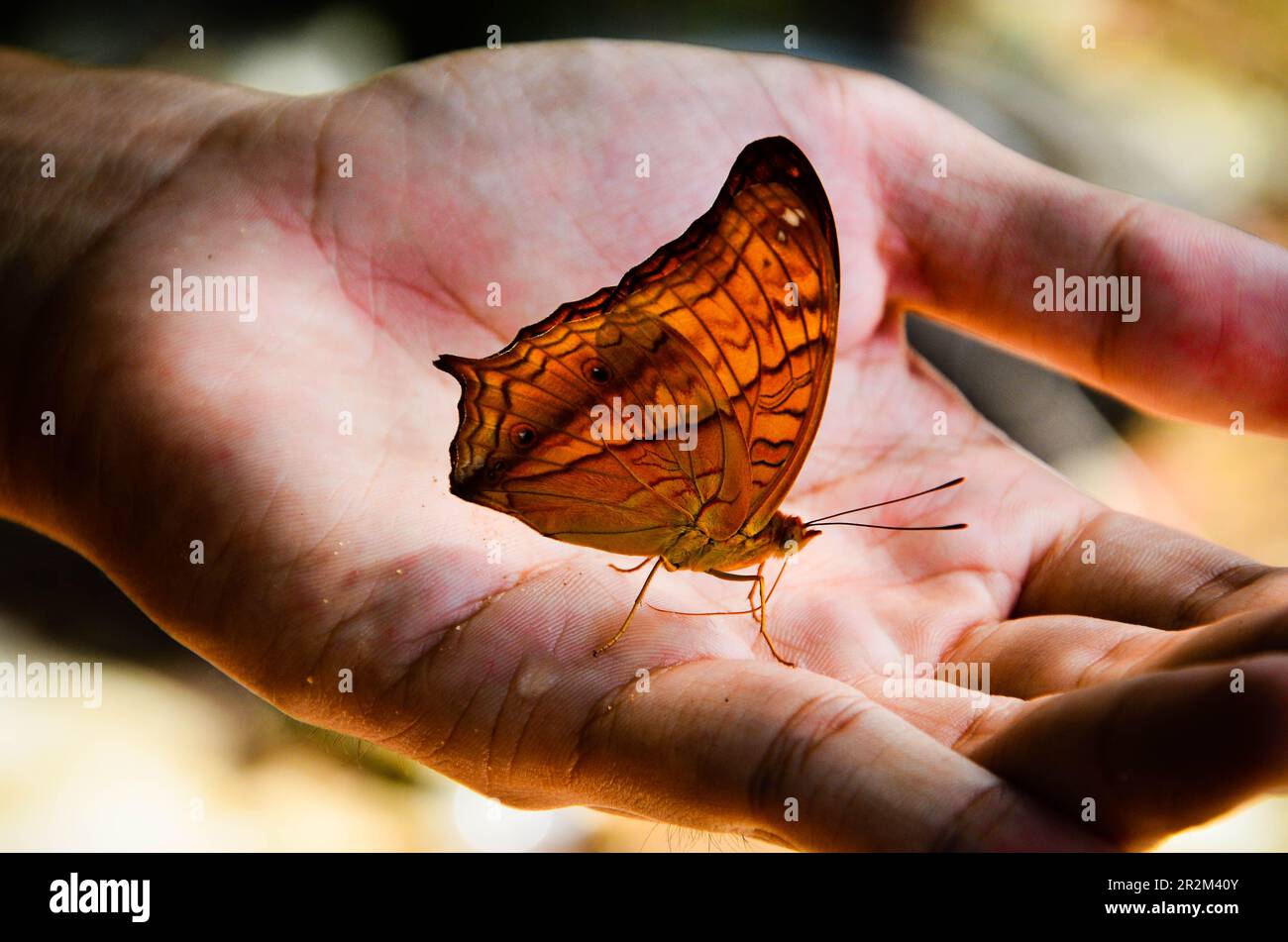 Farfalla a portata di mano Foto Stock