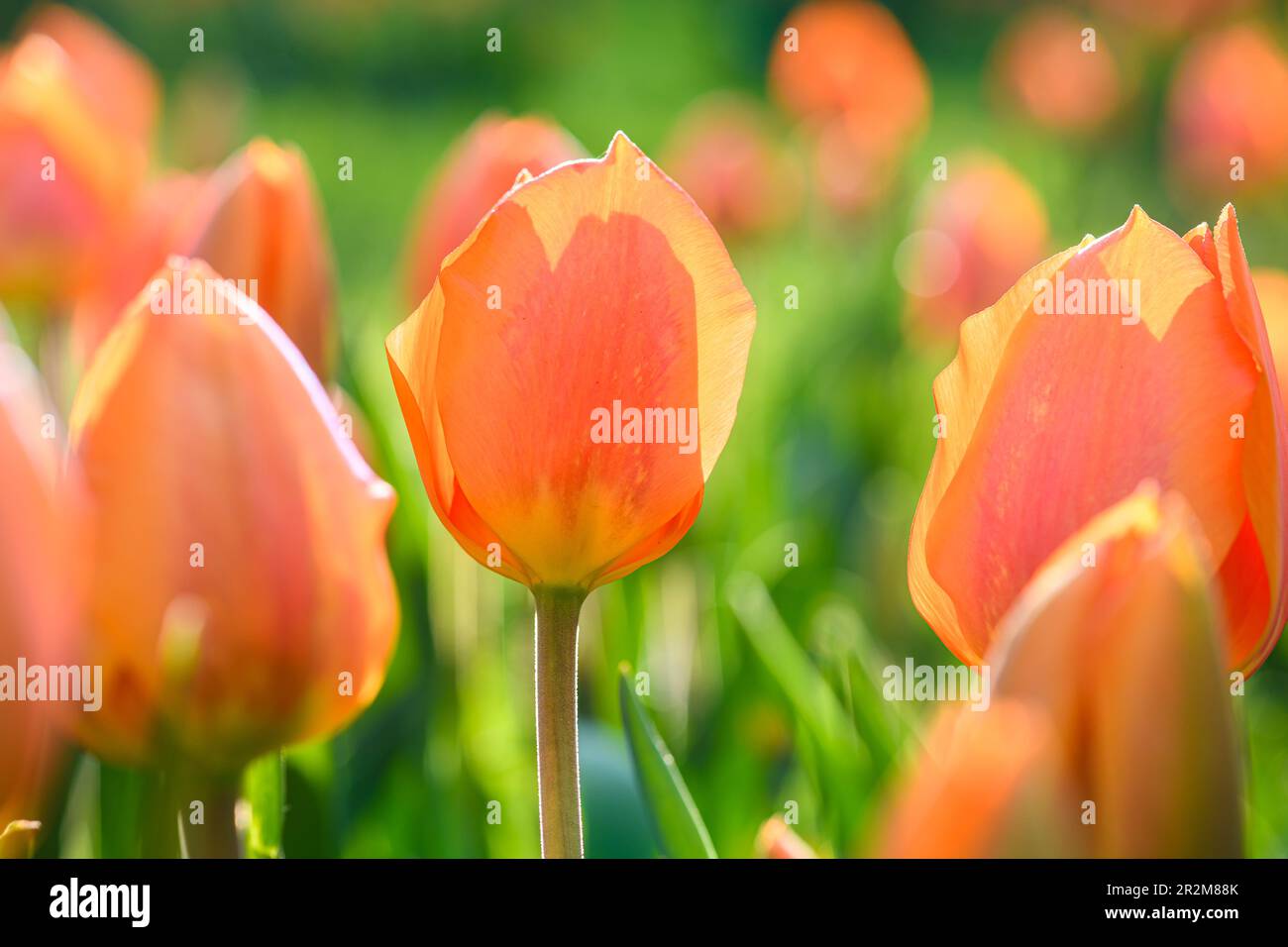 Fiorito con tulipani rosa fiorente nel parco. Foto Stock