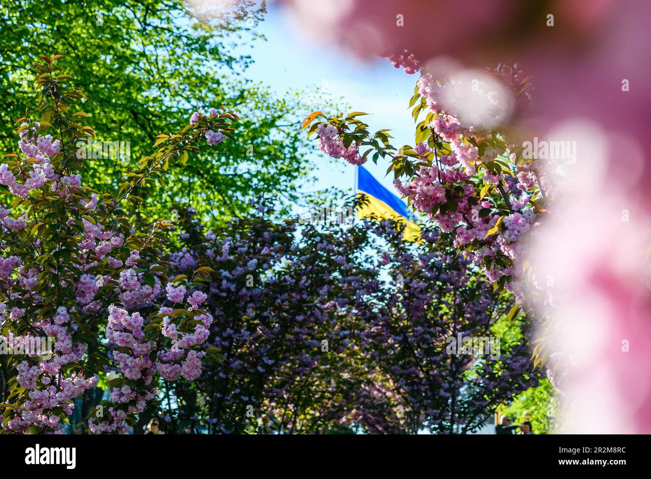 Bandiera Ucraina tra alberi fioriti nel parco. Bandiera Ucraina tra alberi fioriti nel parco. Città di Dnipro. Foto Stock