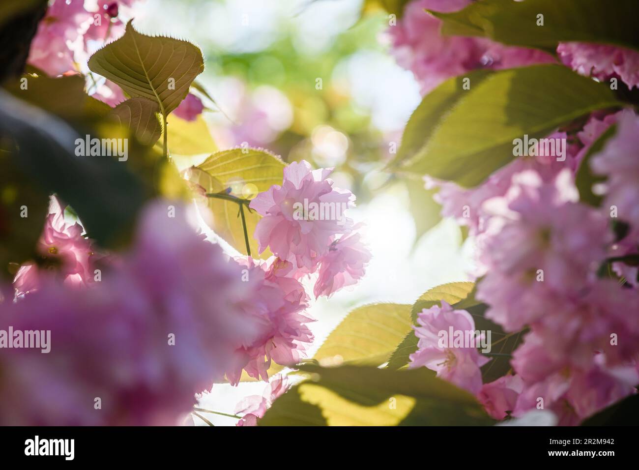 Primo piano di un ramo di fiori di sakura rosa Foto Stock