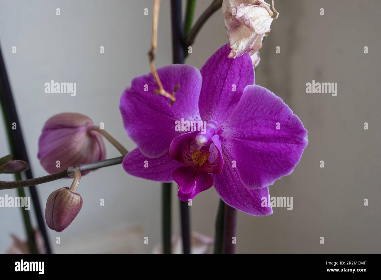 AUSTRIA, VIENNA - 23 aprile 2023 Orchid Phalaenopsis lilla leggera con foglie oblunghe. Doritaenopsis, pianta. Foto Stock