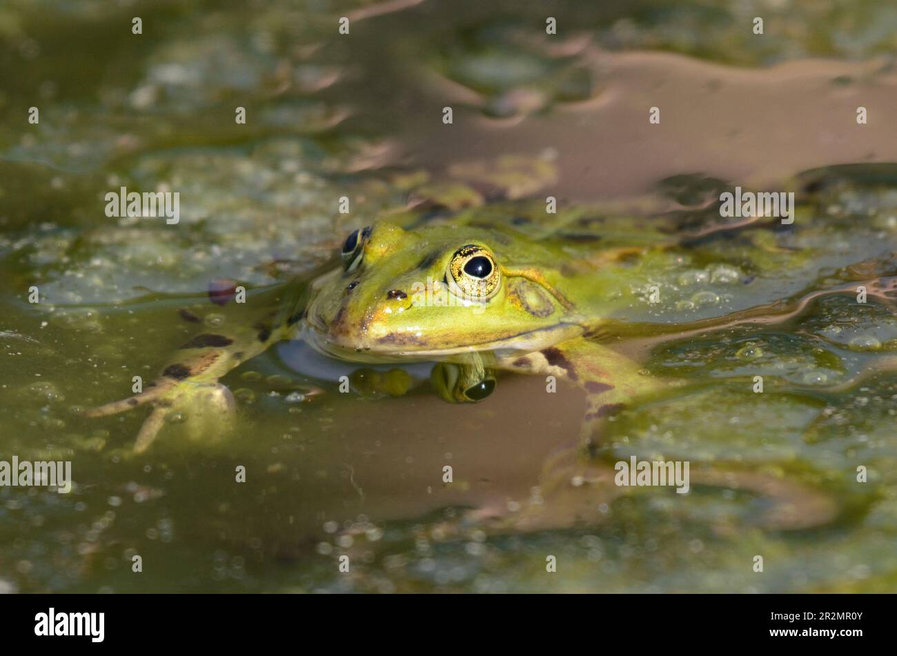 Ritratto di una rana commestibile nel giardino botanico di Kassel Foto Stock