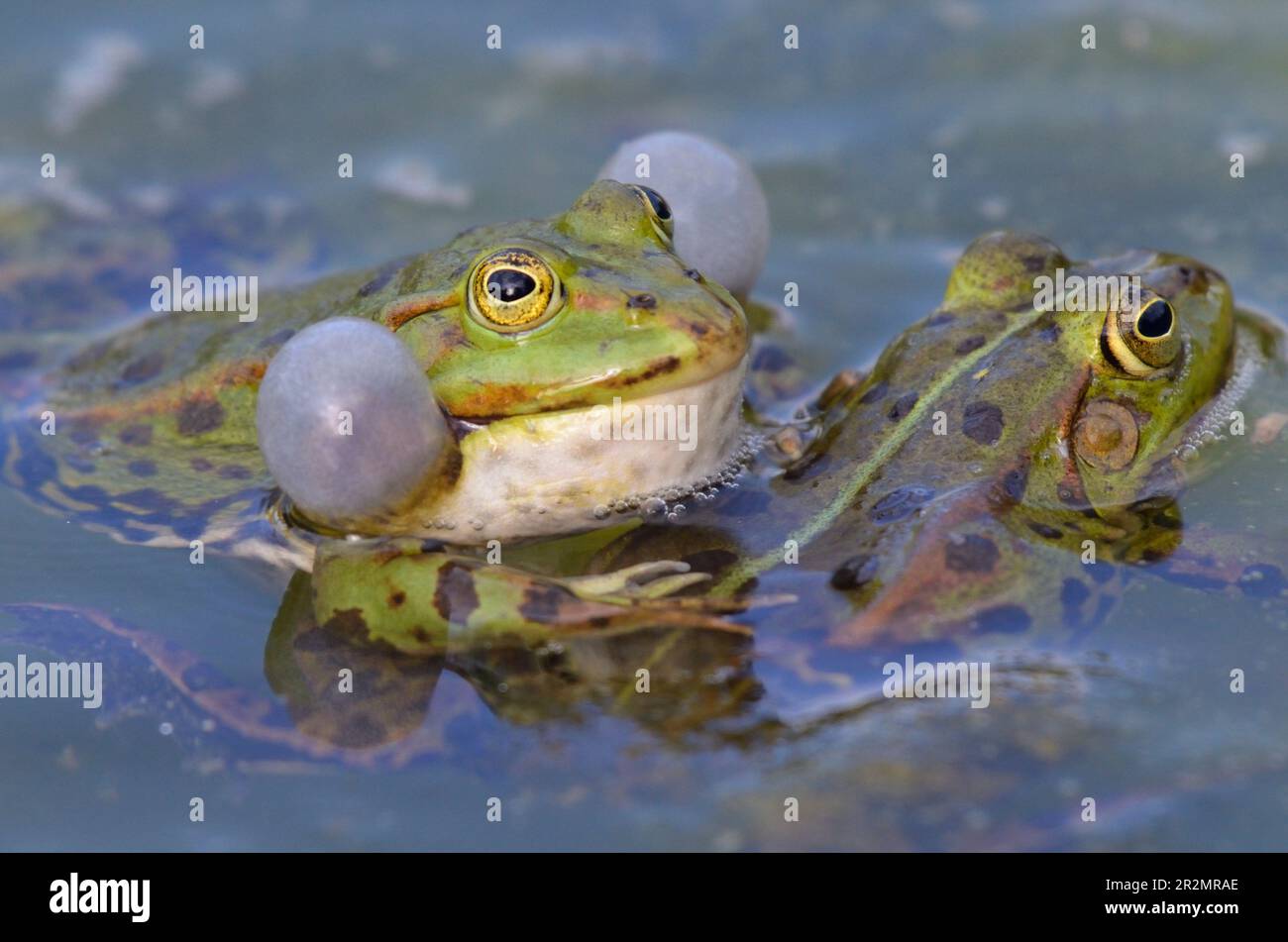 Ritratto di una rana commestibile cantata, cercando di accoppiarsi Foto Stock