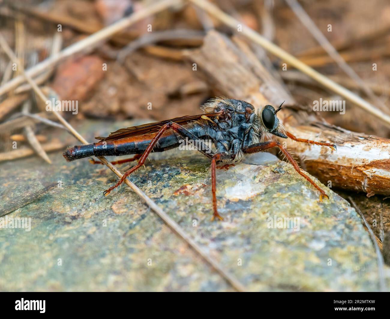 Questa grande e bella Robber Fly sedette piacevolmente su una roccia in una zona selvaggia del Colorado. Foto Stock
