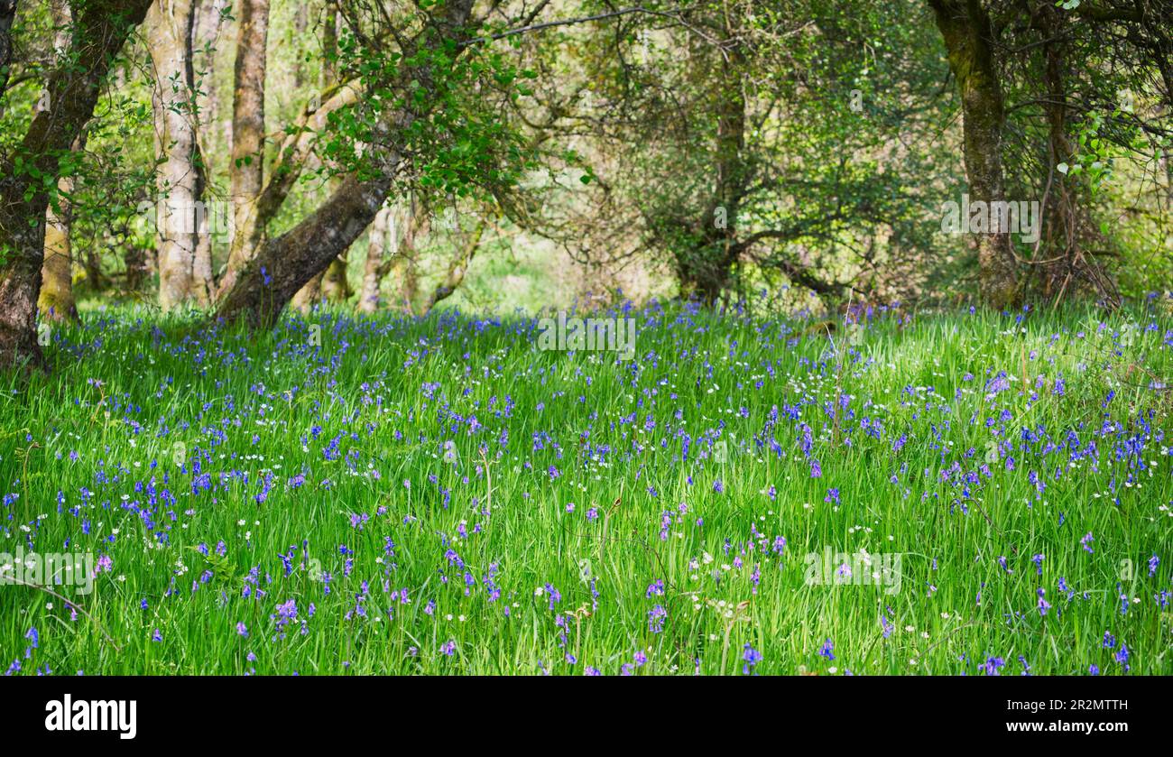 Campanule Foto Stock