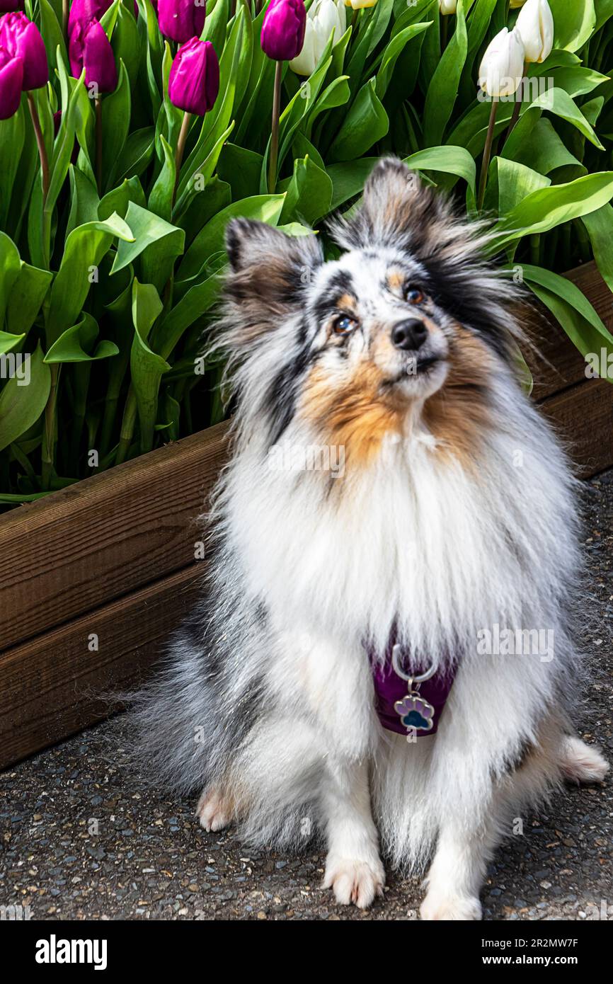 Collie. Sheltie. Adorabile Shetland Sheepdog seduto di fronte al letto tulipani. Foto Stock