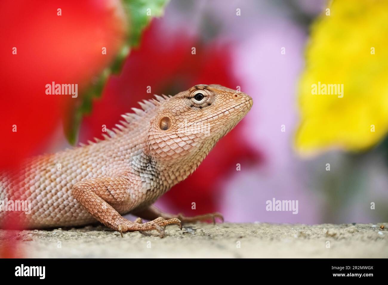 Oriental Garden Lizard closeup in sfondo colorato Foto Stock