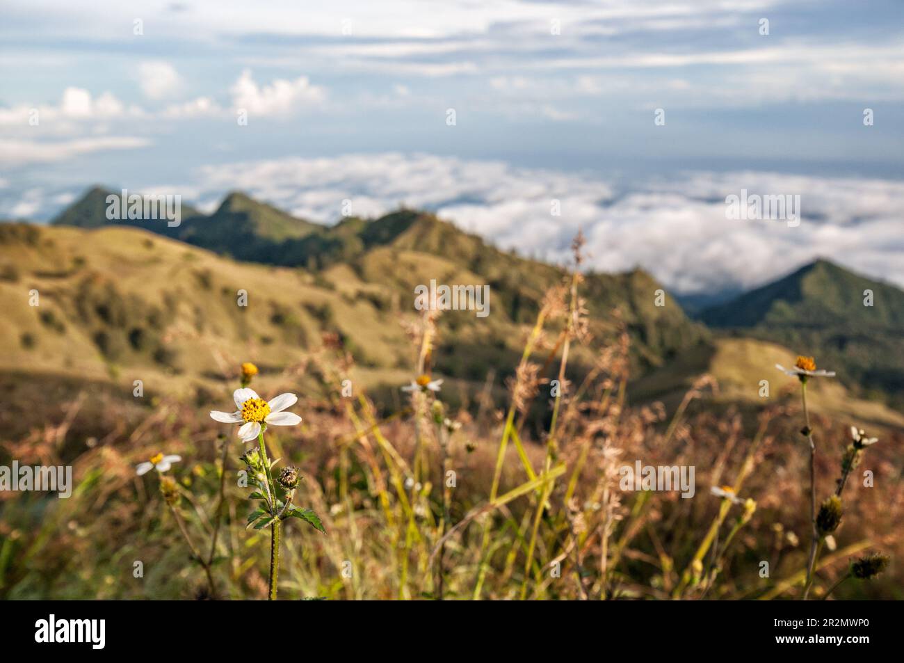 Fiori e vegetazione sul Monte Rinjani, Lombok, Indonesia Foto Stock