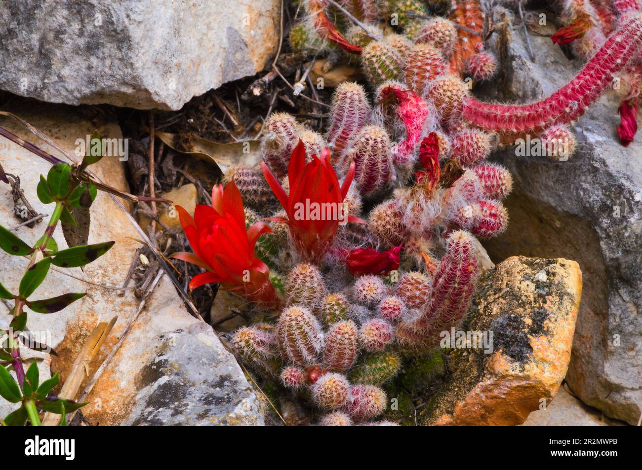 Cactus silvestre Foto Stock