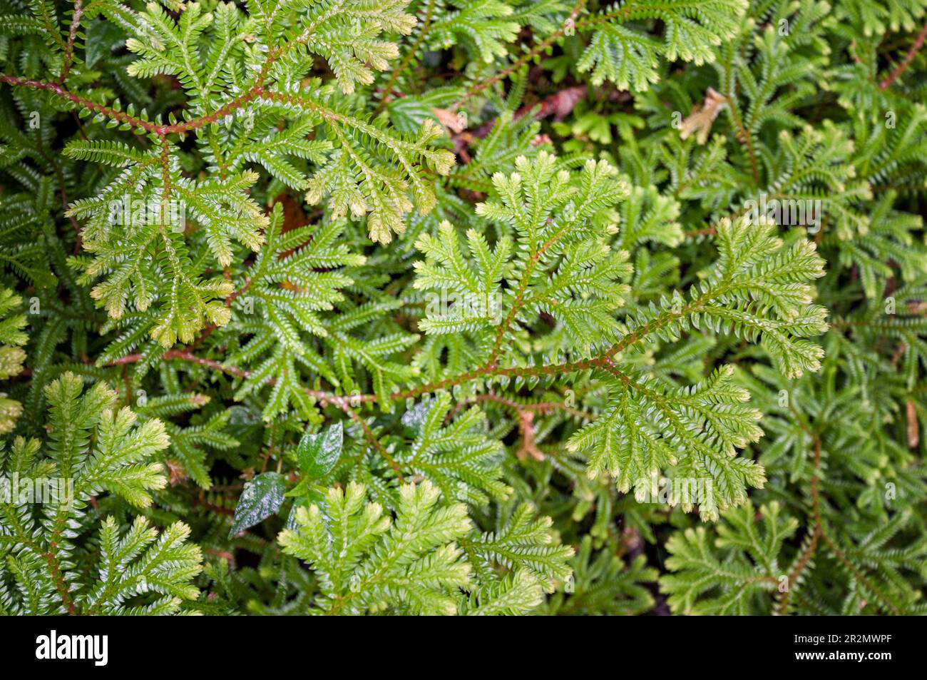 Particolare della vegetazione sul Monte Rinjani, Lombok, Indonesia Foto Stock