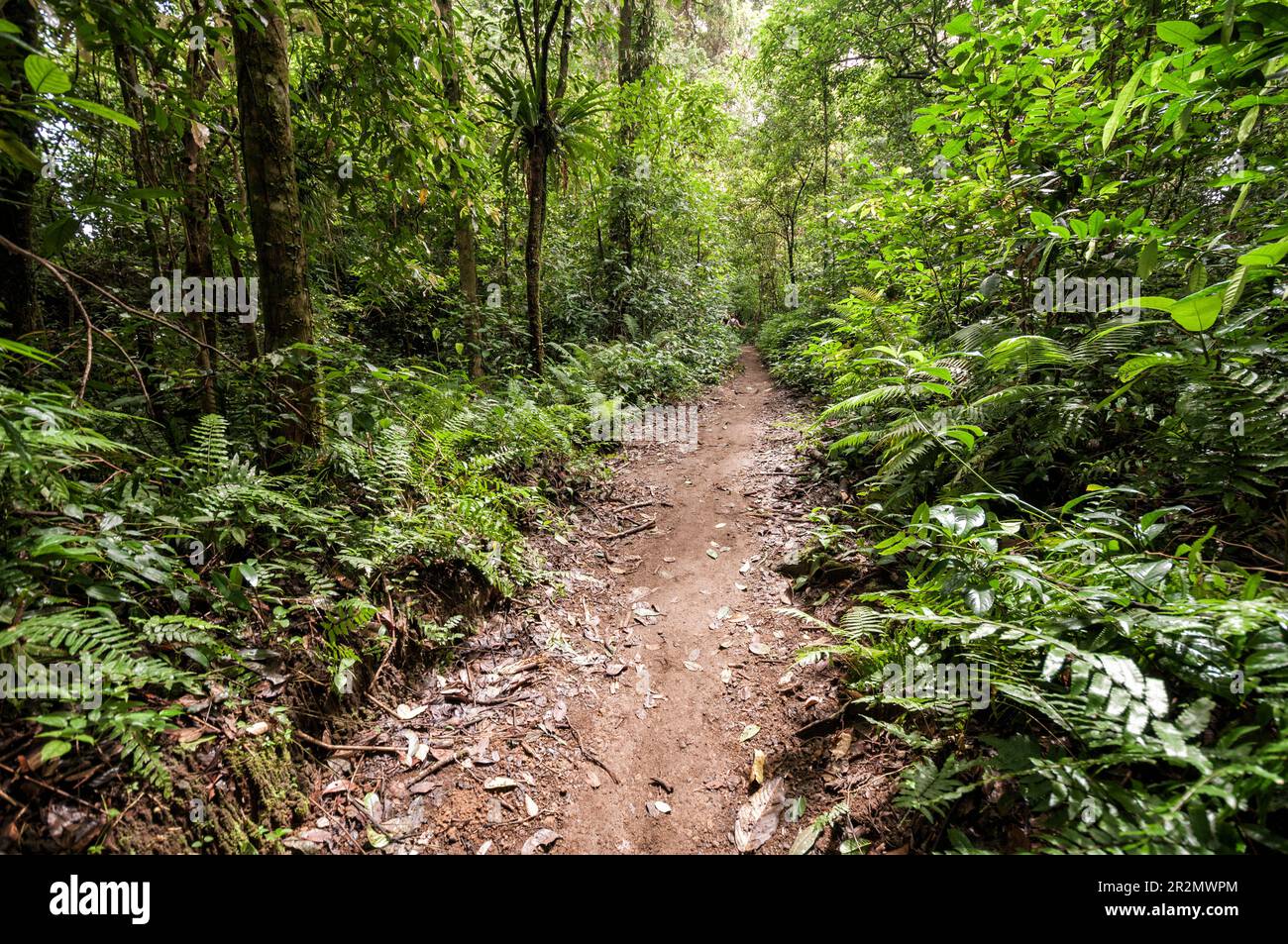 Sentiero nella giungla sul Monte Rinjani vicino al villaggio di Senaru, Lombok, Indonesia Foto Stock
