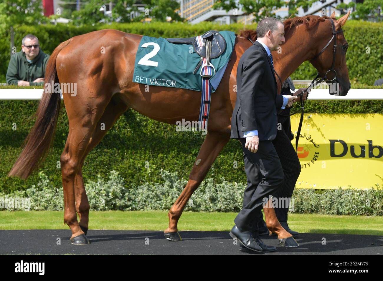 Newbury, Regno Unito. 20th maggio 2023. Bertinelli nel ring della sfilata davanti alla vittoria della 3,00 all'ippodromo di Newbury, nel Regno Unito. Credit: Paul Blake/Alamy Live News. Foto Stock