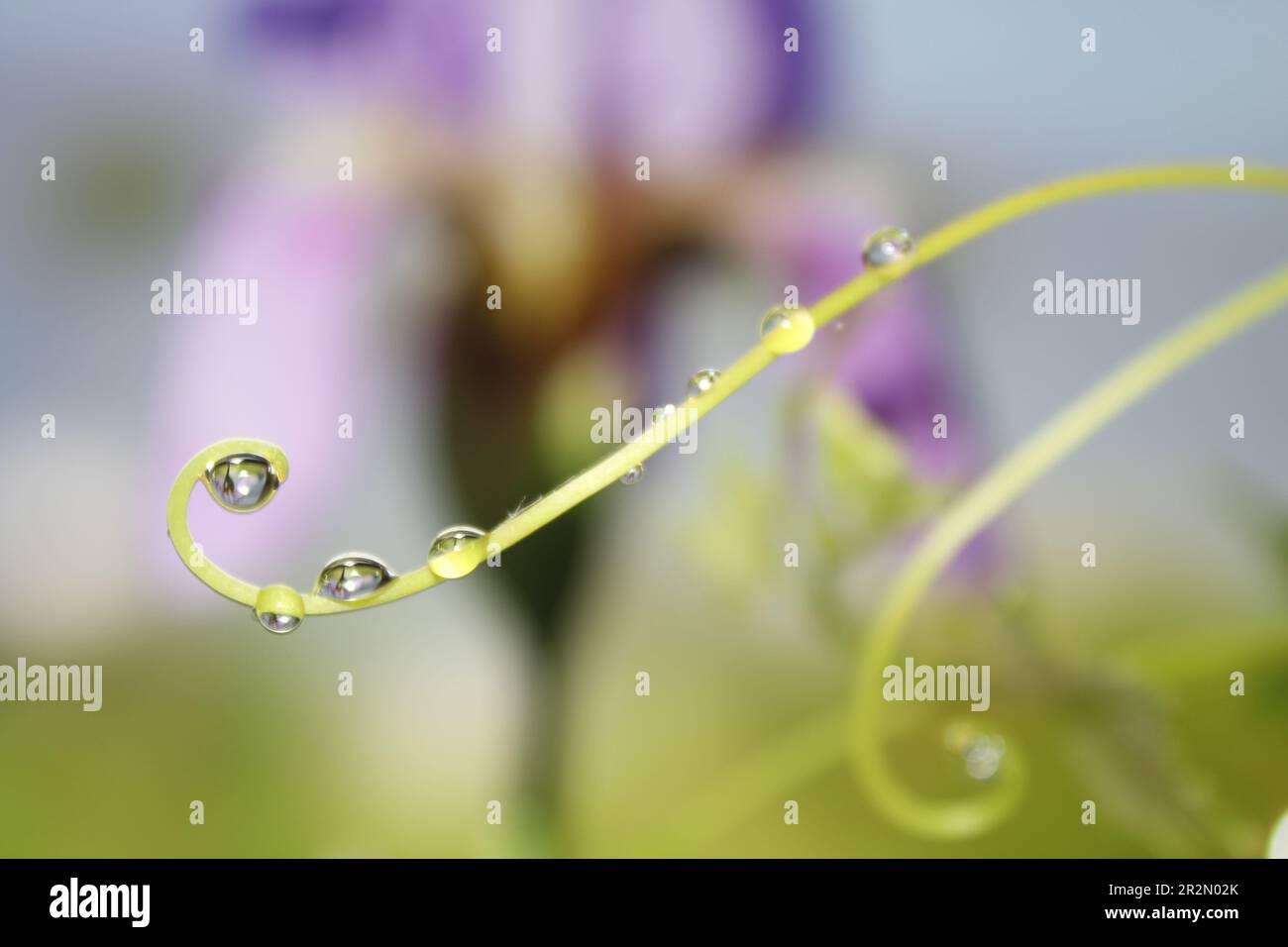 Diramazione con gocce di rugiada in primo piano. Riflesso iride fiore in goccia di pioggia. Foto Stock
