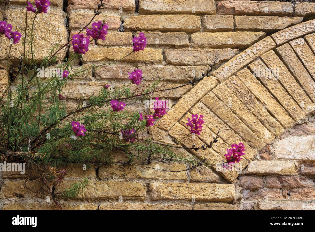 Antica muratura in arco di pietra e fiori. San Gimignano, Provincia di Siena, Toscana, Italia. San Gimignano è un sito patrimonio dell'umanità dell'UNESCO. Foto Stock